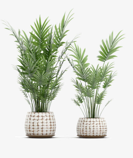 Emporium Bonsai Tree Set Organic